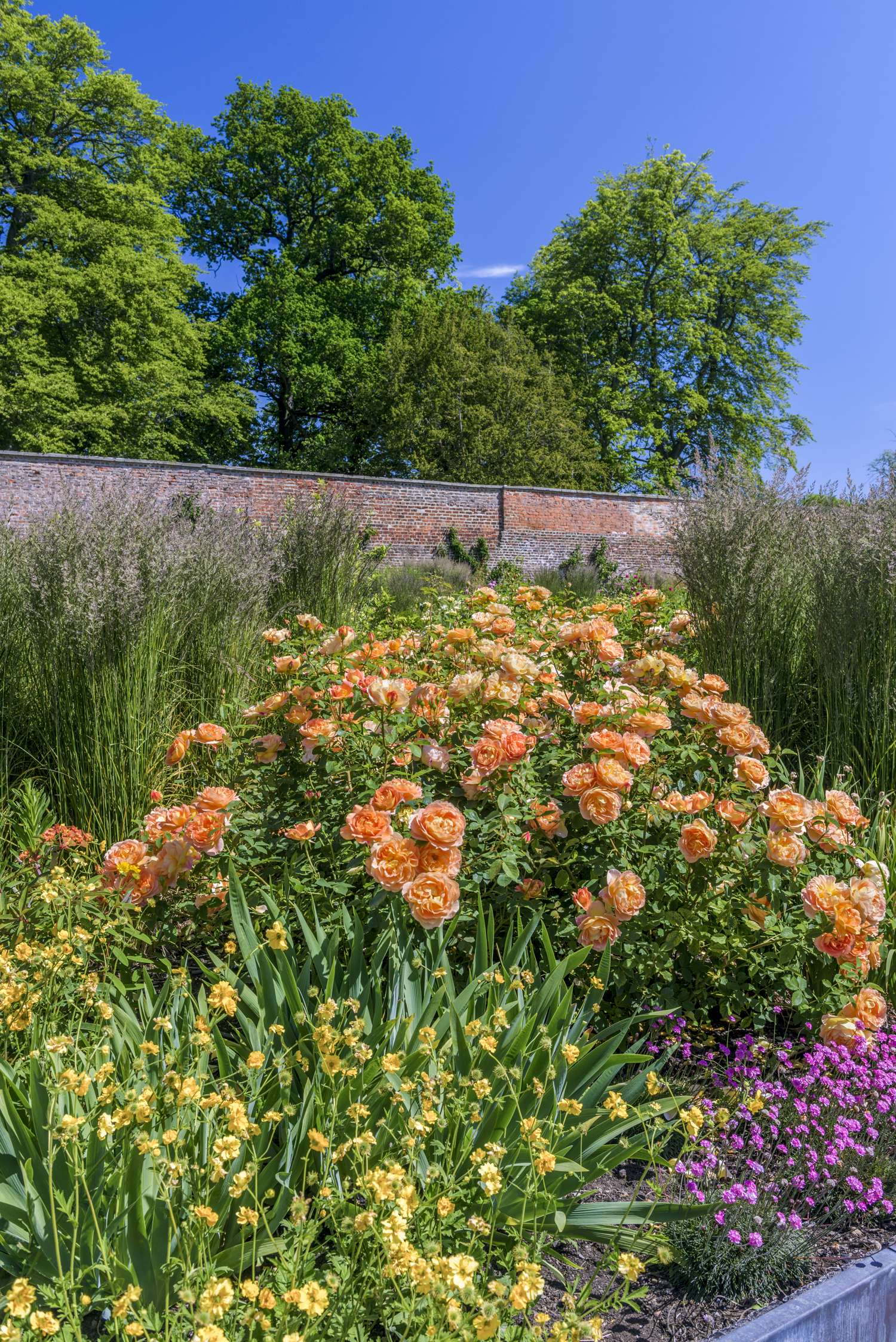 Ruusu 'Lady of Shalott™' (Ausnyson)